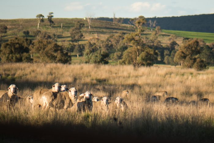 Are your Australian Made Wool Yarns partially processed overseas? | Homelea Lass